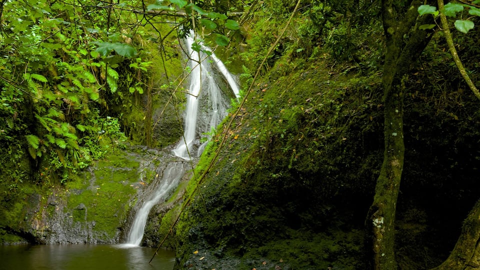 Rarotonga featuring a cascade and a pond