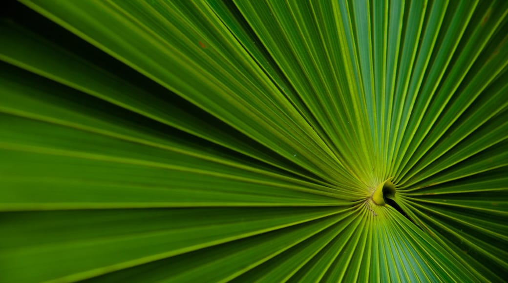 Rarotonga showing tropical scenes