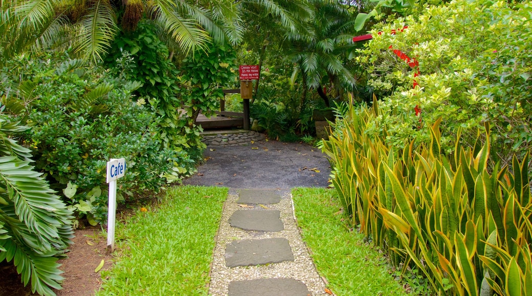 Rarotonga que inclui um jardim