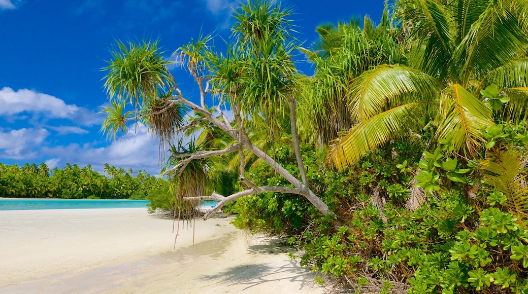 One Foot Island Beach which includes a beach and tropical scenes