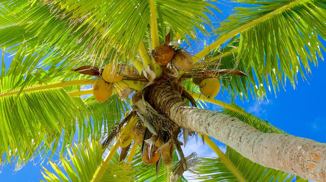 One Foot Island Beach which includes tropical scenes