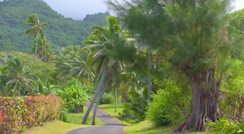 チチカベカ フィーチャー 静かな風景