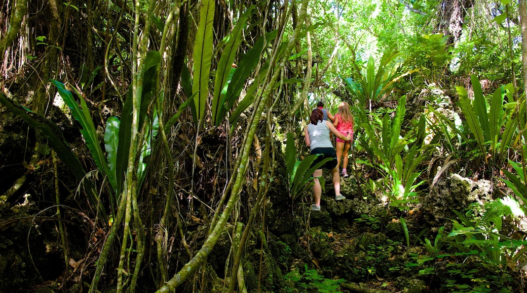 Anatakitaki Cave showing hiking or walking and rainforest as well as a small group of people