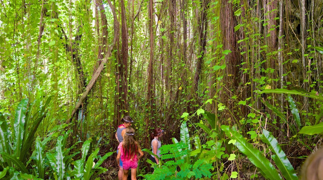 Anatakitaki Cave caracterizando floresta tropical assim como um pequeno grupo de pessoas