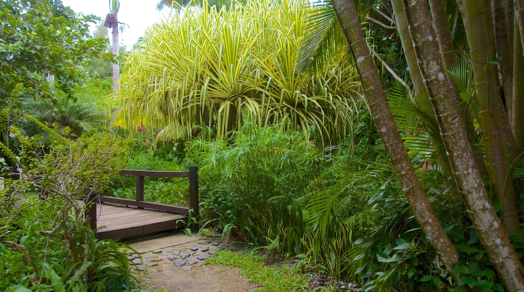 Rarotonga showing a garden