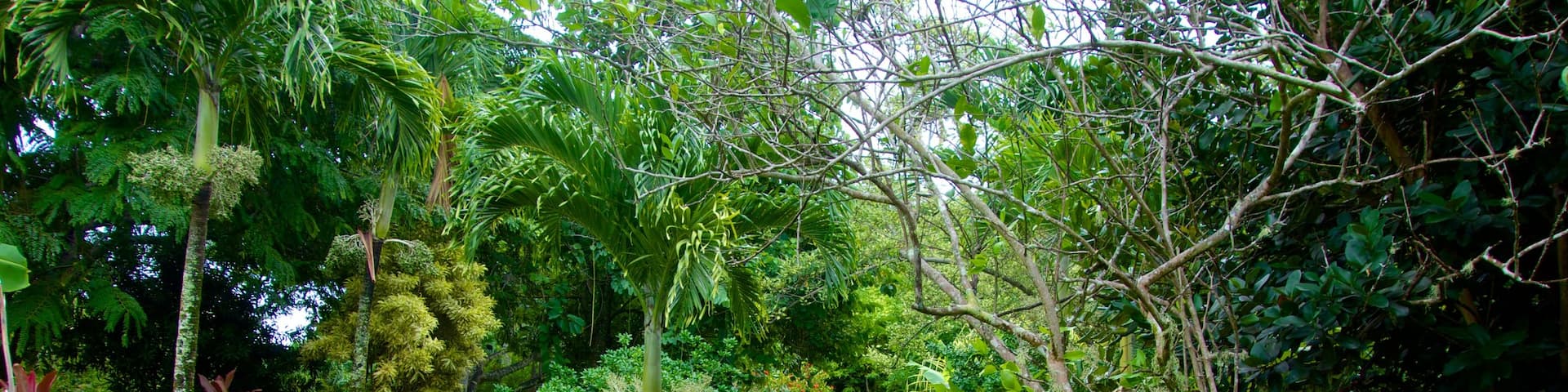 Rarotonga mettant en vedette parc