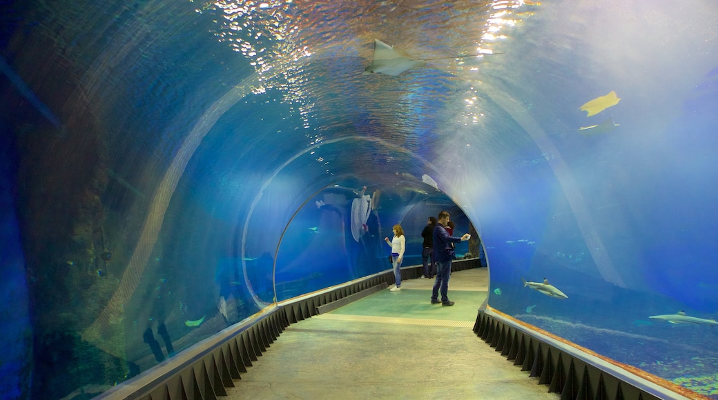 Wroclaw Zoo 呈现出 海洋生物 以及 一小群人