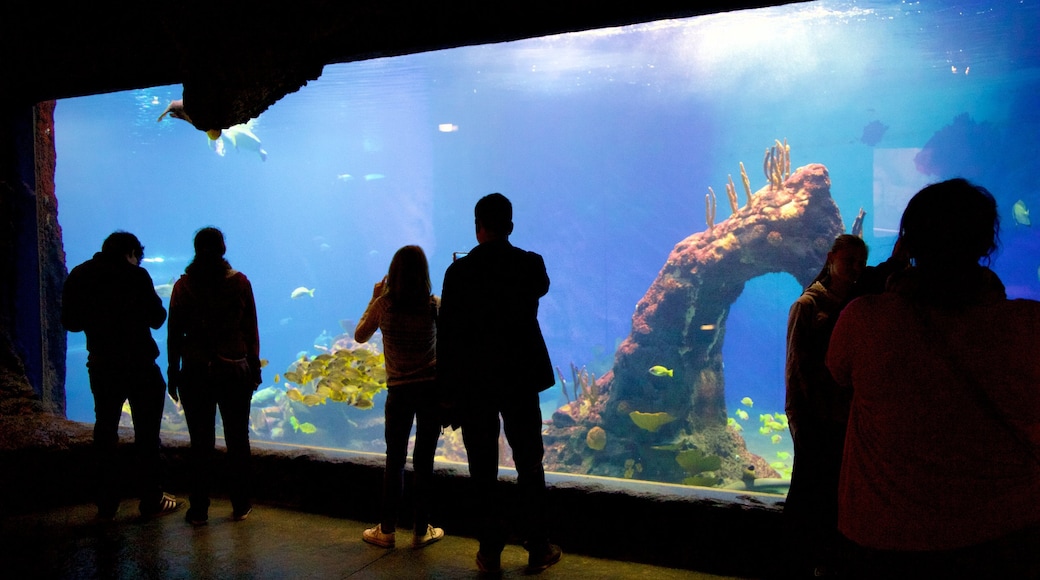 Zoo de Wroclaw mettant en vedette vie marine aussi bien que petit groupe de personnes