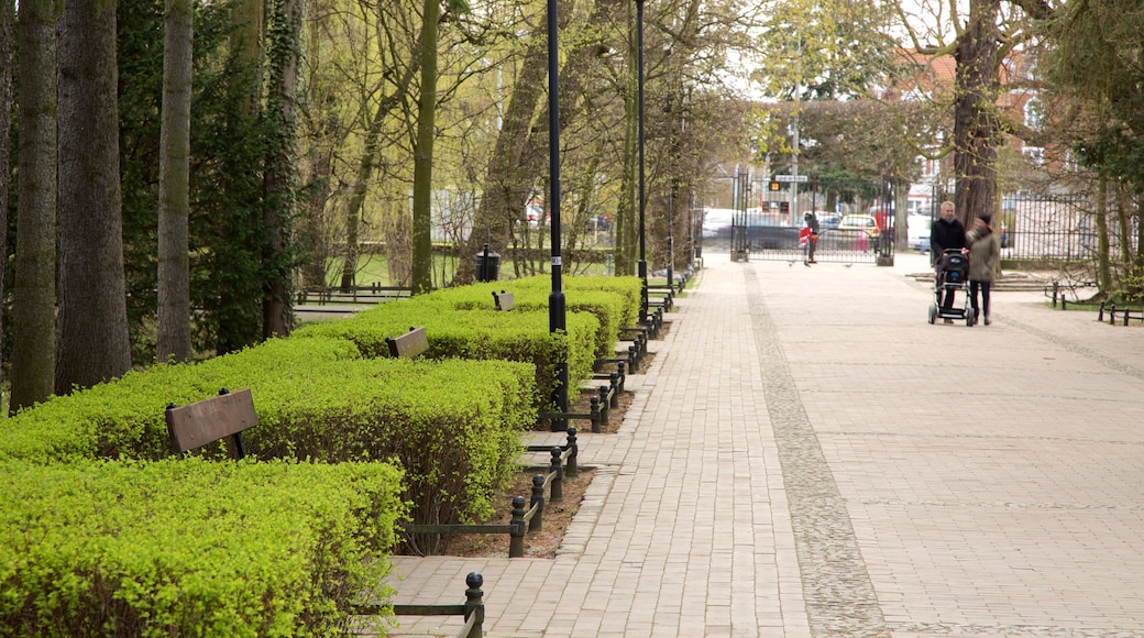 Parc Oliwa montrant jardin