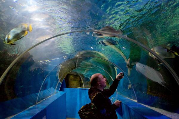 Blue Reef Aquarium welches beinhaltet Meeresbewohner sowie einzelner Mann