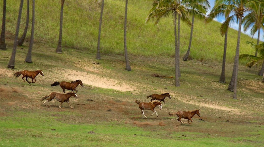 Playa Anakena mostrando animales