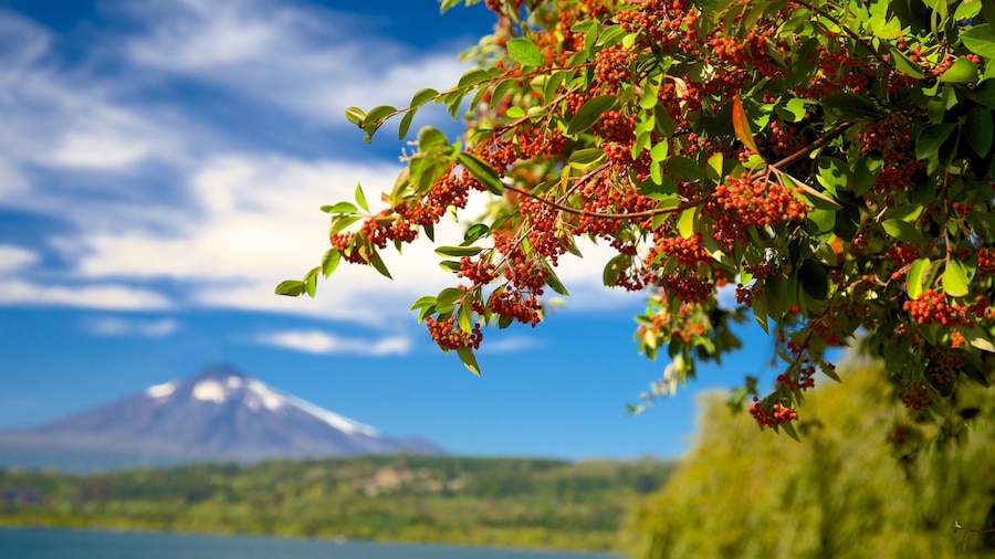 Lago Villarrica ofreciendo vistas de paisajes, montañas y flores