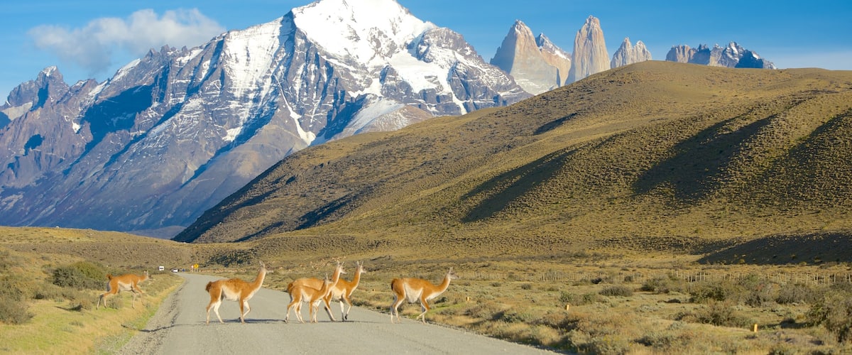 Parc national Torres del Paine qui includes animaux, neige et montagnes