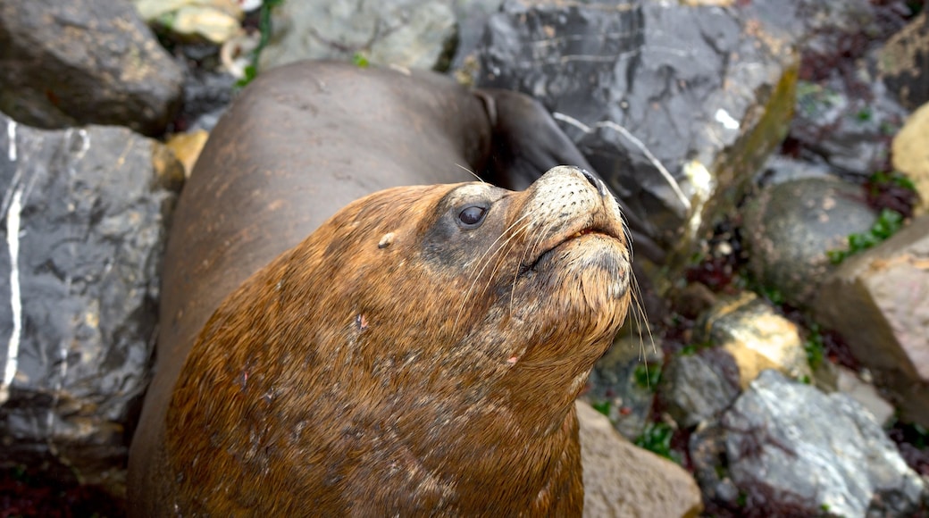 Caldera showing marine life