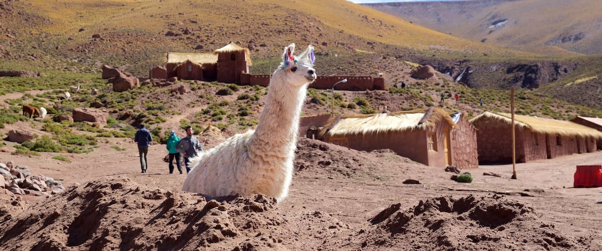 Machuca featuring landscape views, tranquil scenes and cuddly or friendly animals
