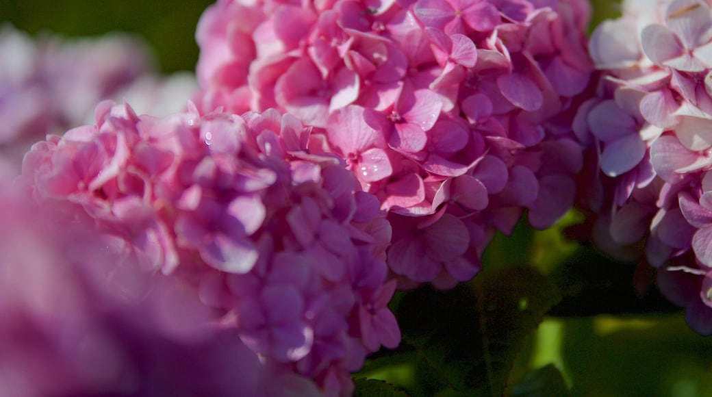 Acapulco Beach welches beinhaltet Blumen