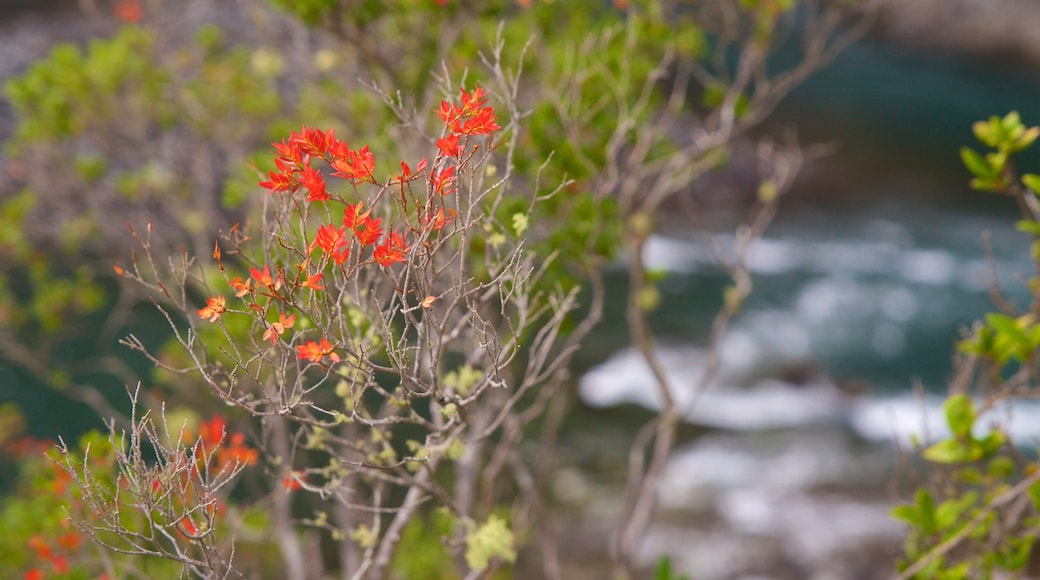 Petrohue-fossen som inkluderer blomster