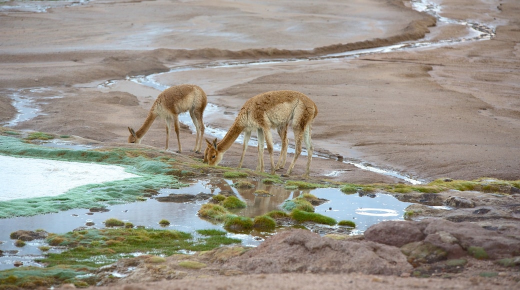 Geiserveld El Tatio bevat dieren en vredige uitzichten