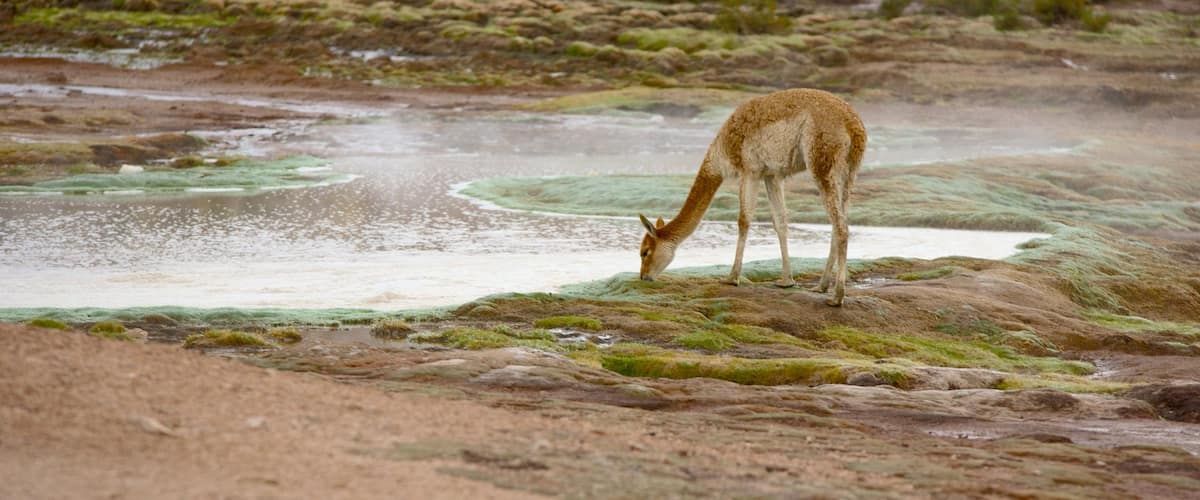 El Tatio Geyser Field which includes animals, a pond and tranquil scenes