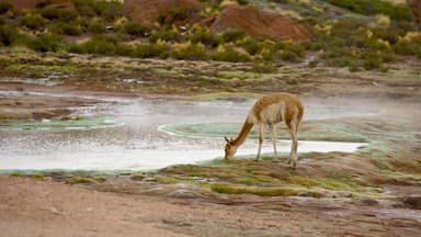 Campo de Gêiseres El Tatio caracterizando cenas tranquilas, um lago e animais