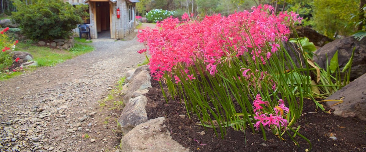Los Pozones Hot Springs featuring forest scenes and flowers