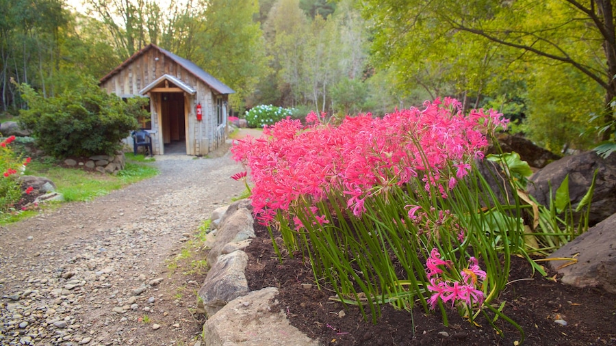 Termas Los Pozones que incluye flores y imágenes de bosques