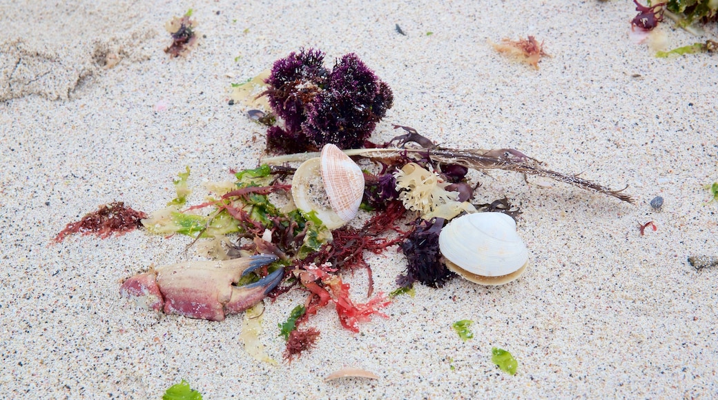 Bahia Inglesa Beach toont een zandstrand