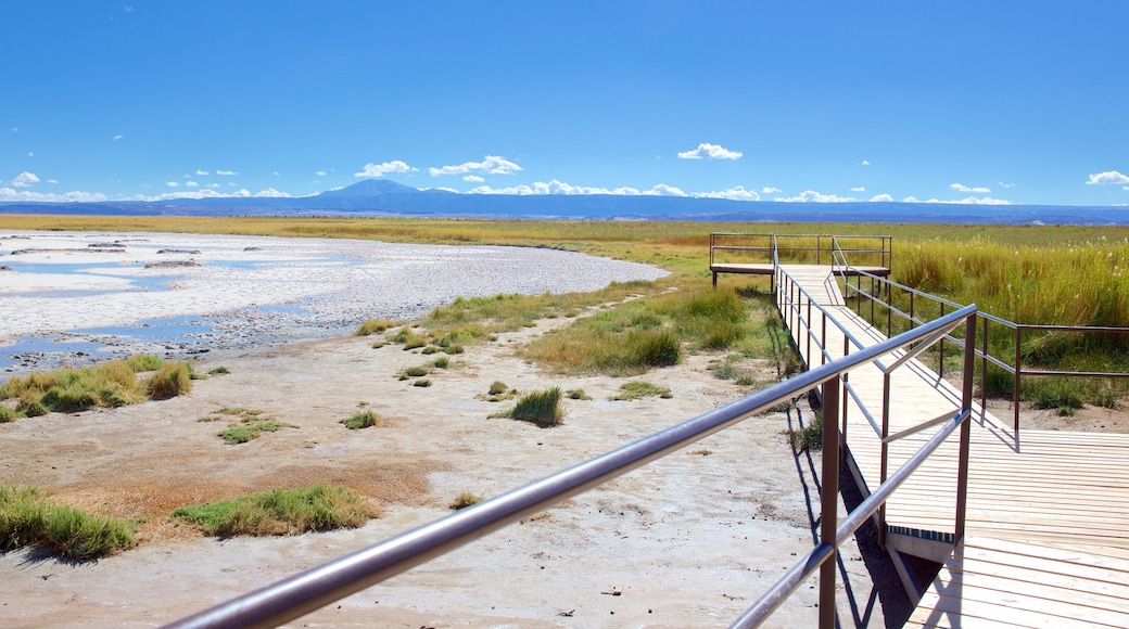 Laguna Cejar ofreciendo vistas de paisajes, un lago o abrevadero y escenas tranquilas