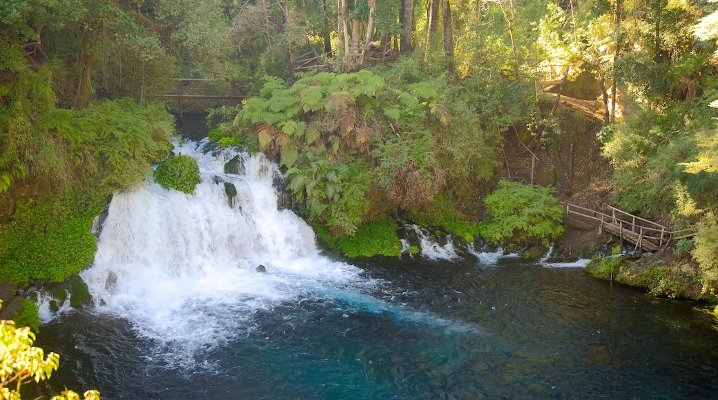 Ojos del Caburga featuring a cascade, a lake or waterhole and rainforest