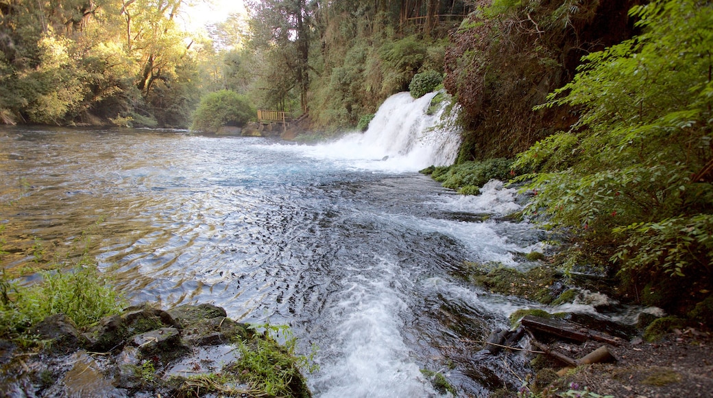 Ojos del Caburga mostrando um lago ou charco, floresta tropical e uma cachoeira