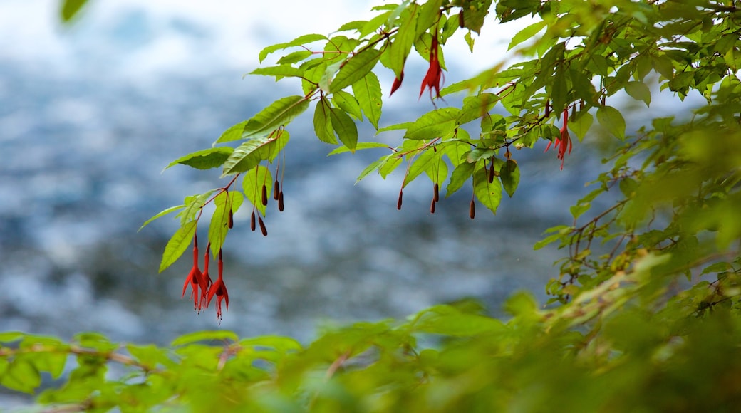 Ojos del Caburga toont bloemen