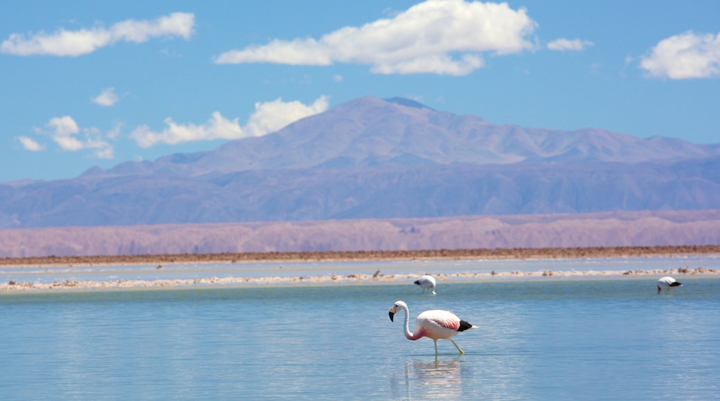 Laguna Chaxa