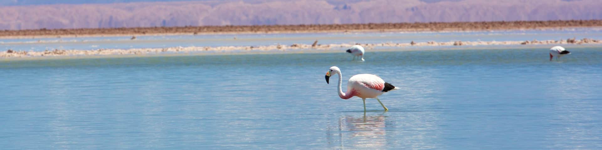Chaxa Lagoon showing a lake or waterhole, mountains and bird life