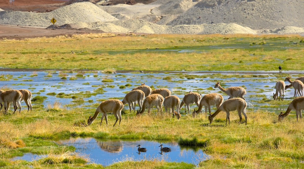 Región de Antofagasta mit einem Sumpfgebiet, Landtiere und ruhige Szenerie