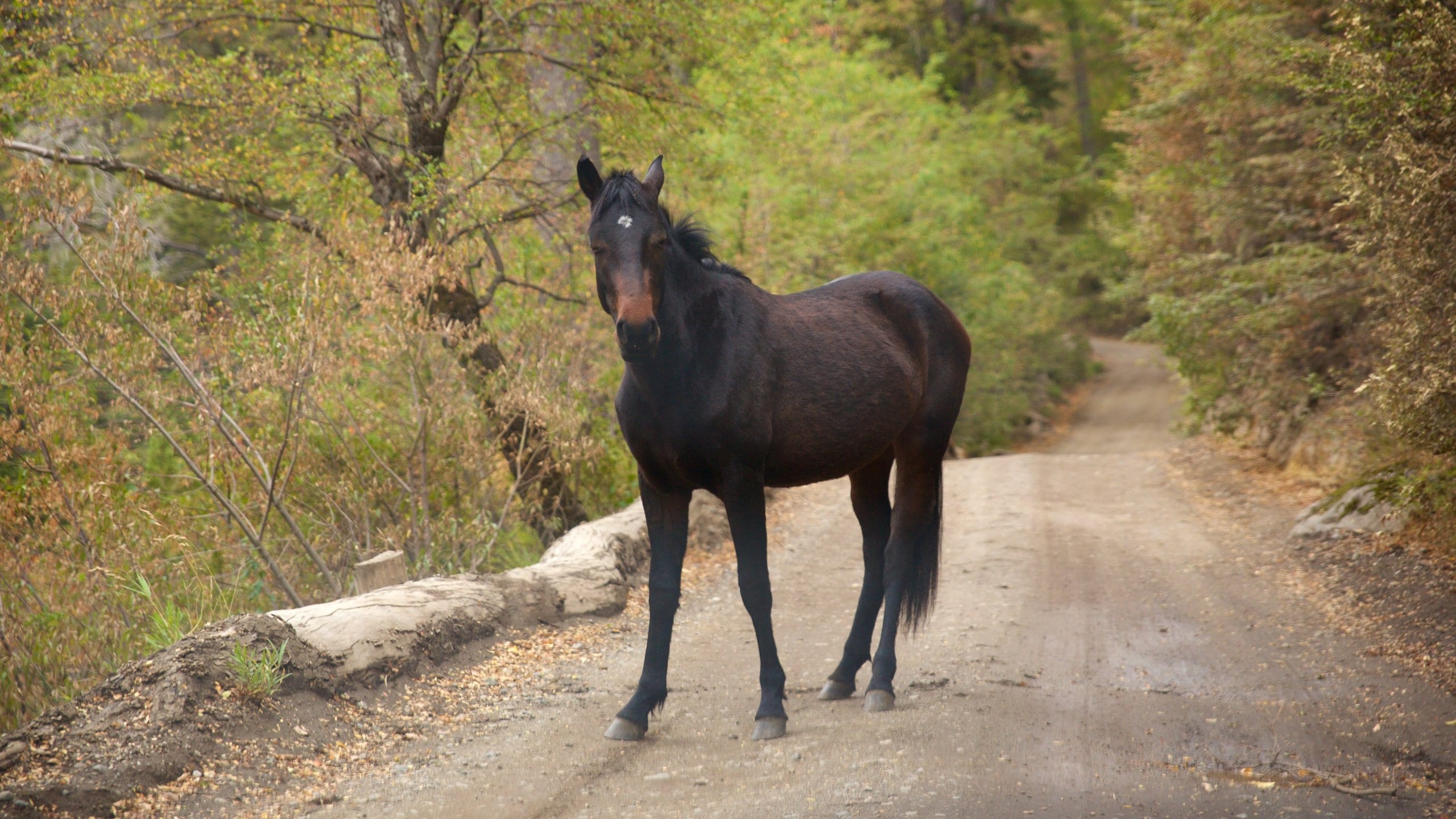 San Martin de los Andes featuring tranquil scenes and animals