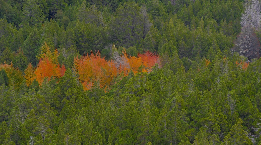 Cerro Campanario ofreciendo bosques