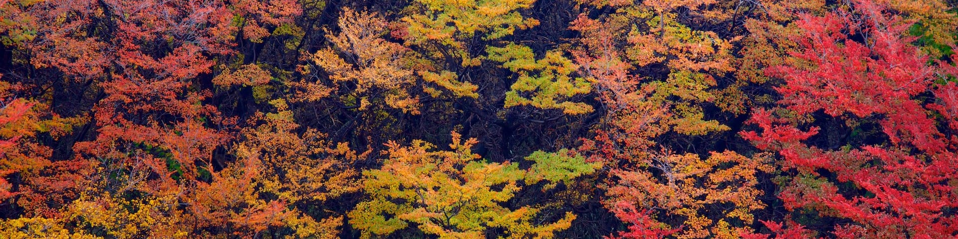 Estancia Cristina showing a pond, fall colors and forests