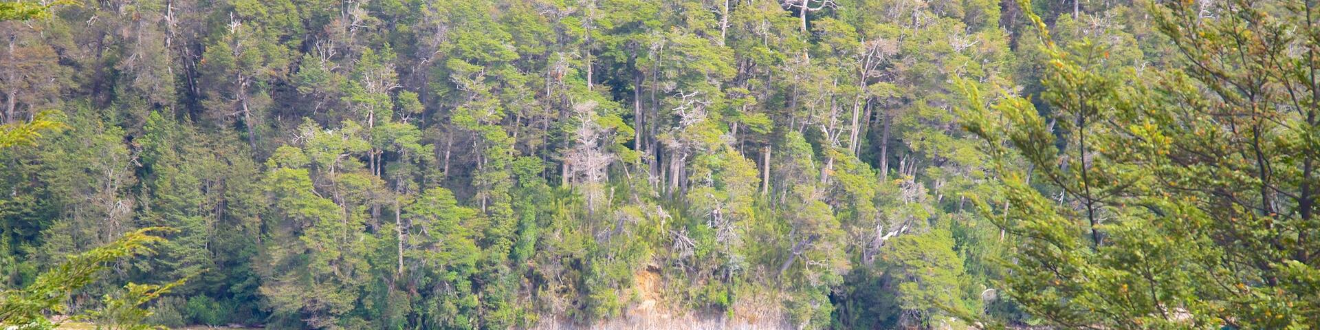 San Martin de los Andes featuring a lake or waterhole, tranquil scenes and forests