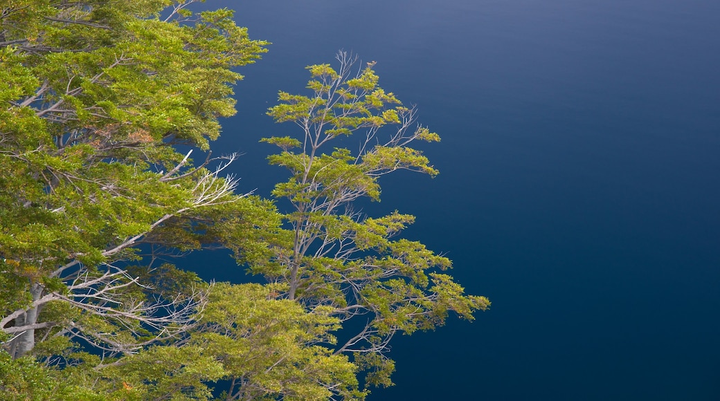 San Martín de los Andes ofreciendo un lago o espejo de agua y imágenes de bosques