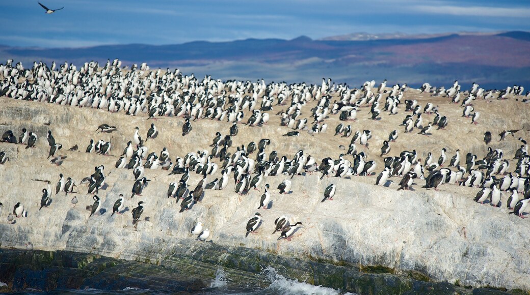 Région de Patagonie mettant en vedette vie des oiseaux et vues littorales