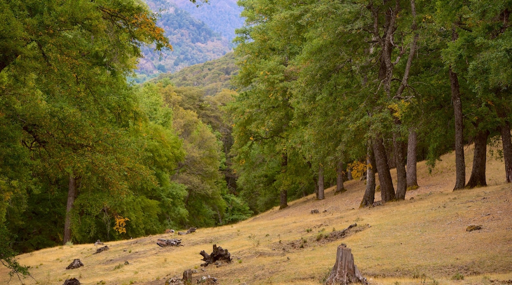 Regione della Patagonia che include foresta