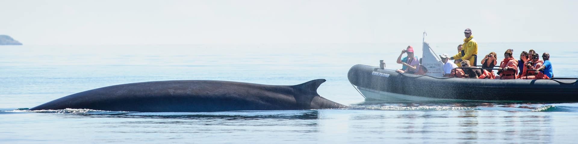 St. Andrews featuring boating and marine life as well as a small group of people