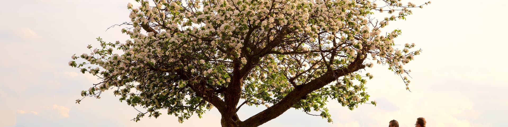 Spilberk Castle showing flowers as well as a small group of people
