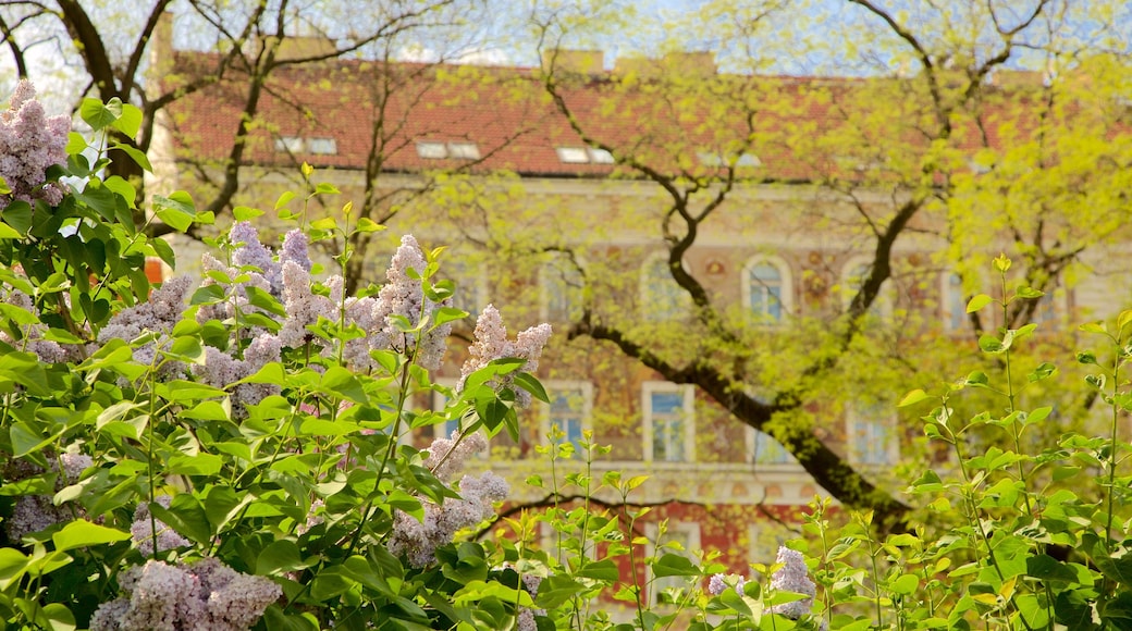 Karlstorget presenterar en trädgård