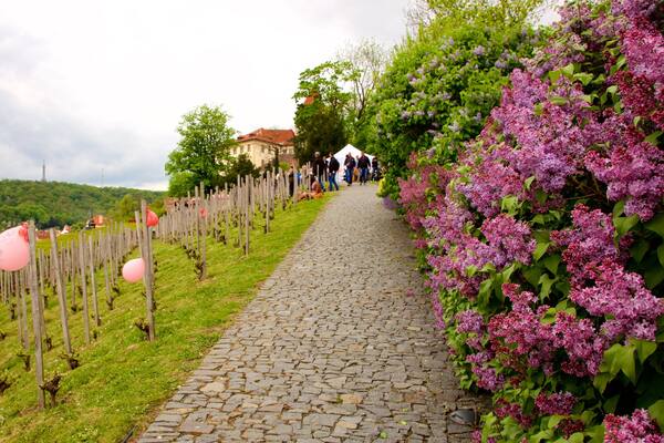 Prag mit einem Blumen
