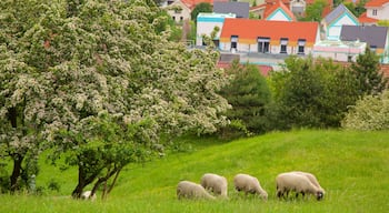 Devin Castle featuring farmland and a city