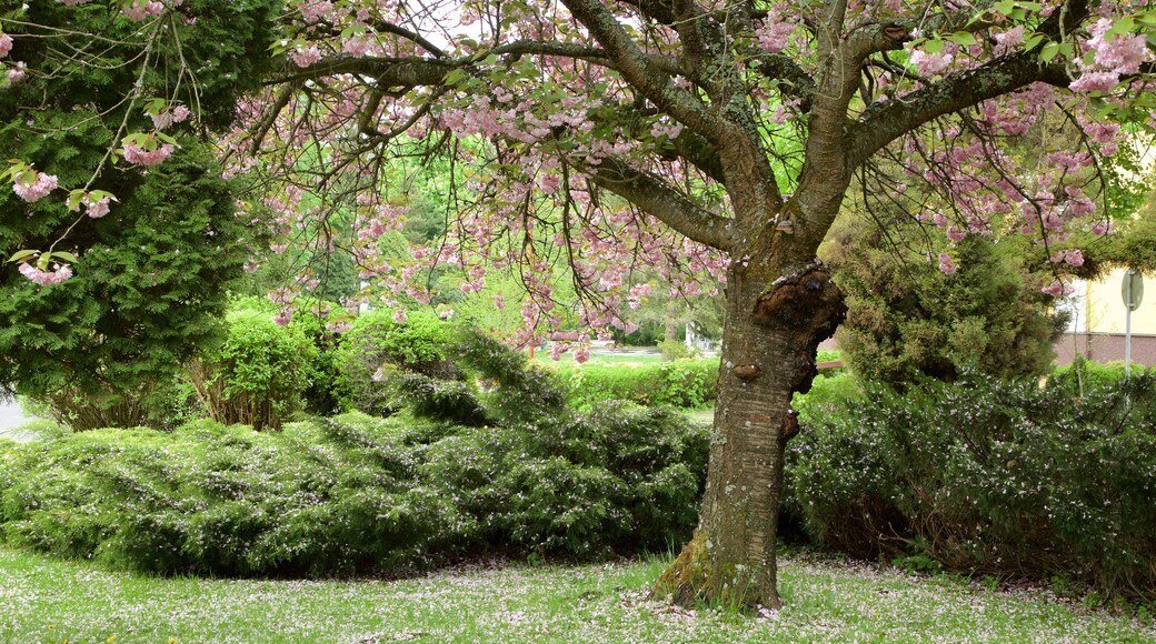 Bardejov bevat een tuin