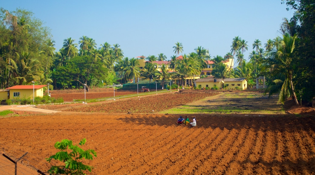 Basilica of Bom Jesus showing farmland