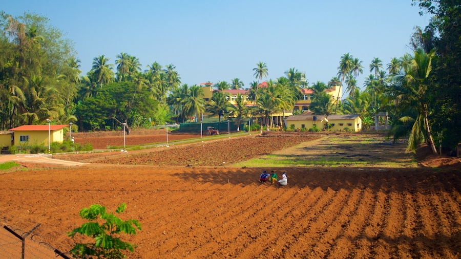 Basilica of Bom Jesus which includes farmland