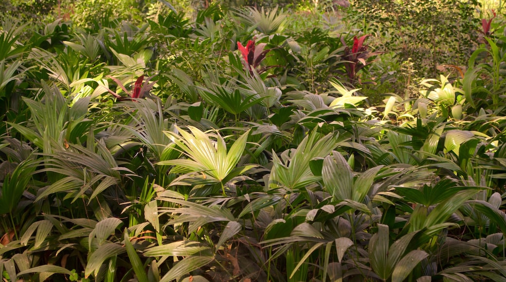 Chini ka Rauza showing flowers and wild flowers